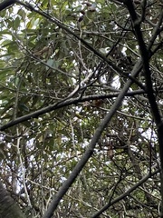 Conirostrum sitticolor