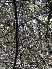 Conirostrum sitticolor