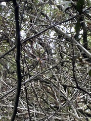 Conirostrum sitticolor