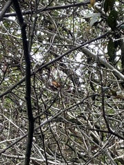 Conirostrum sitticolor