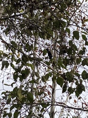 Conirostrum sitticolor