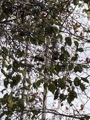 Conirostrum sitticolor