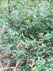 Ilex triflora