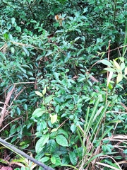 Ilex triflora