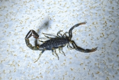 Uroplectes flavoviridis