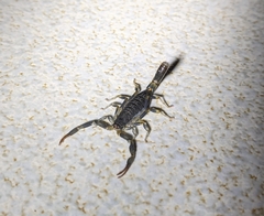 Uroplectes flavoviridis