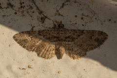 Gymnoscelis rufifasciata