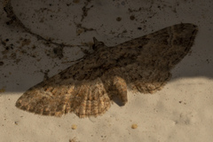 Gymnoscelis rufifasciata