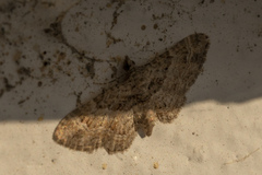 Gymnoscelis rufifasciata