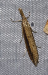 Donacaula dispersellus