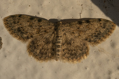 Scopula luridata