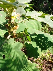 Solanum hirtum