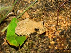 Proceratophrys cristiceps