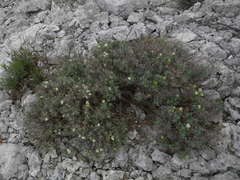 Hormathophylla spinosa