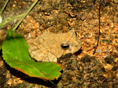 Proceratophrys cristiceps