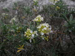 Hormathophylla spinosa