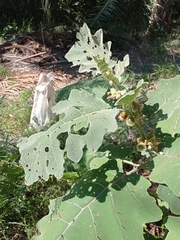 Solanum hirtum