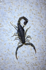Uroplectes flavoviridis