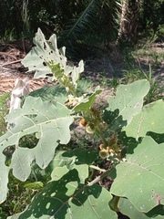 Solanum hirtum
