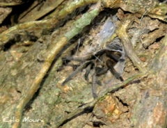 Dolichothele exilis