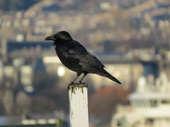 Corvus corone corone