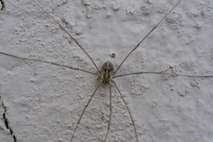 Metaphalangium cirtanum