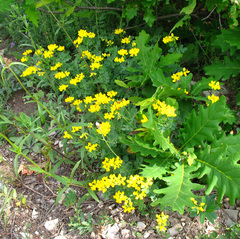 Coronilla coronata