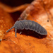 Giant Springtail - Photo (c) Piotr Lukasik, some rights reserved (CC BY-NC), uploaded by Piotr Lukasik