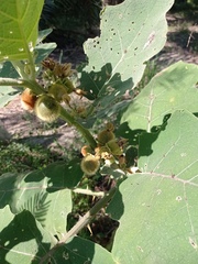 Solanum hirtum