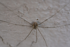 Metaphalangium cirtanum