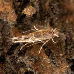 Lithocolletinae