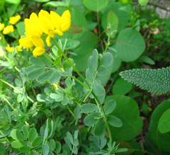 Coronilla coronata