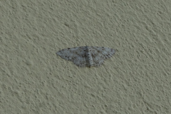 Idaea camparia