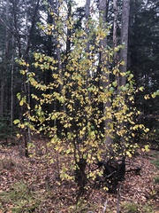 Frangula alnus