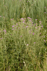 Galactites tomentosus