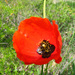 Asian Corn Poppy - Photo (c) Теймуров А.А., some rights reserved (CC BY-NC), uploaded by Теймуров А.А.
