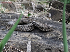 Crotalus aquilus