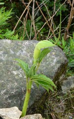 Arisaema tortuosum