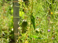 Philibertia gilliesii