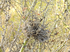 Tillandsia gilliesii
