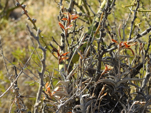 Image of Tillandsia gilliesii by (c) Guillermo Debandi, some rights reserved (CC BY)