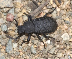 Iphthiminus opacus