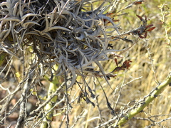 Tillandsia gilliesii