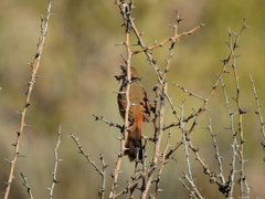 Pseudasthenes steinbachi