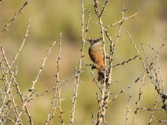 Pseudasthenes steinbachi