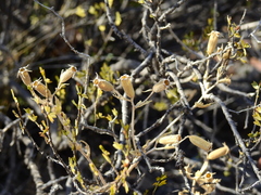 Mentzelia albescens