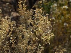 Atriplex lampa