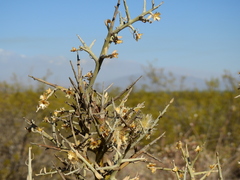 Cyclolepis genistoides