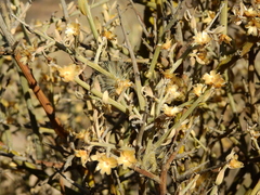 Cyclolepis genistoides