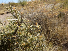 Cyclolepis genistoides